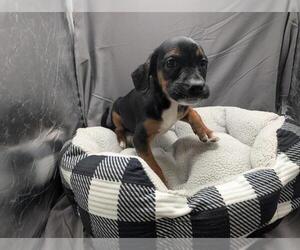 Labrador Retriever-Unknown Mix Dogs for adoption in Grovetown, GA, USA