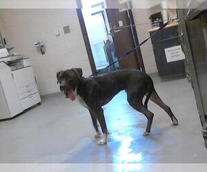 Labrador Retriever-Unknown Mix Dogs for adoption in Fayetteville, NC, USA