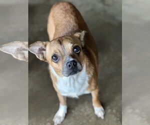 Puggle Dogs for adoption in Sistersville, WV, USA