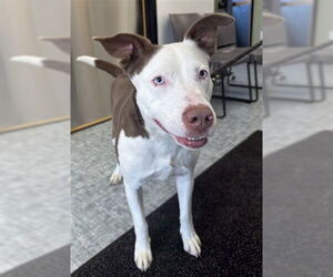 Siberian Husky-Unknown Mix Dogs for adoption in Fort Collins, CO, USA