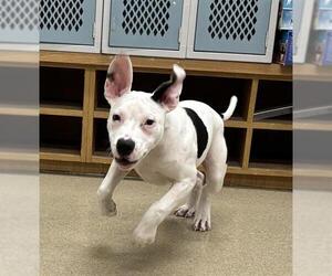 American Staffordshire Terrier-Unknown Mix Dogs for adoption in Grand Prairie, TX, USA