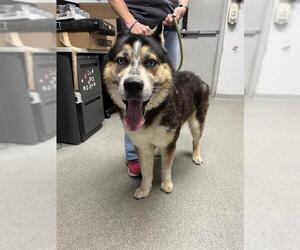 Alaskan Malamute-Unknown Mix Dogs for adoption in Palmetto, FL, USA