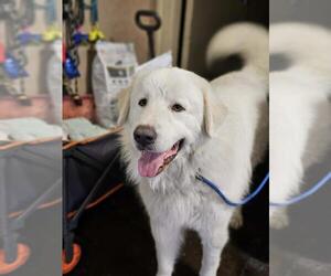 Great Pyrenees-Unknown Mix Dogs for adoption in Rockwall, TX, USA