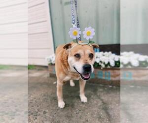 Mutt Dogs for adoption in Peachtree City, GA, USA