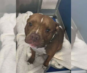 American Pit Bull Terrier-Unknown Mix Dogs for adoption in Brewster, NY, USA