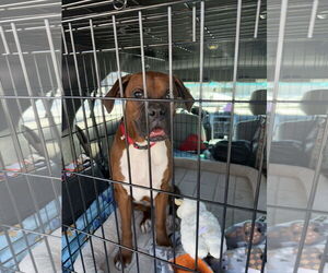 Boxer Dogs for adoption in Woodbury, MN, USA