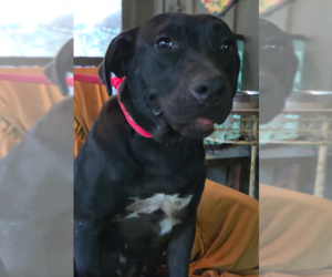 Mutt Dogs for adoption in Decatur, GA, USA