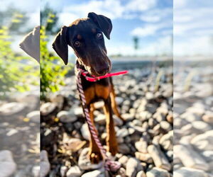 Doberman Pinscher Dogs for adoption in Sandy, UT, USA