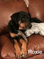 Rottweiler Dogs for adoption in Littleton, CO, USA