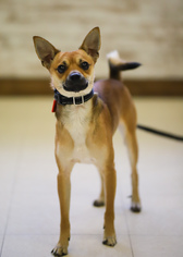 Chihuahua Dogs for adoption in Buffalo, MN, USA