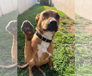 Labrador Retriever-Unknown Mix Dogs for adoption in Royal Palm Beach, FL, USA