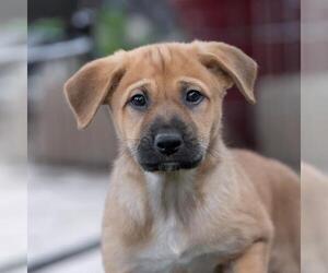 Labrador Retriever-Unknown Mix Dogs for adoption in San Diego, CA, USA