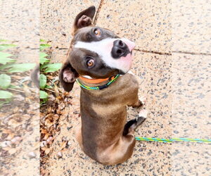 Mutt Dogs for adoption in Rockaway, NJ, USA