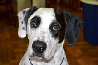 Boxer-Pointer Mix Dogs for adoption in DeLand, FL, USA