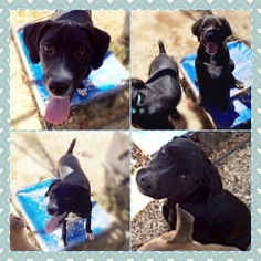 Labrador Retriever-Unknown Mix Dogs for adoption in Garber, OK, USA