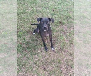 American Pit Bull Terrier-Labrador Retriever Mix Dogs for adoption in PORT RICHEY, FL, USA