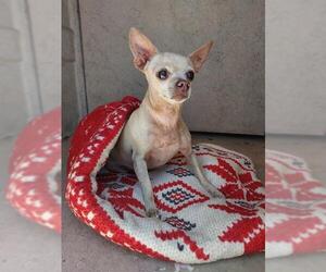 Chihuahua Dogs for adoption in Chula Vista, CA, USA