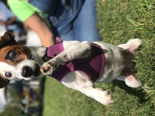Jack Russell Terrier Dogs for adoption in Orange, CA, USA