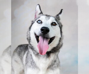 Medium Photo #1 Siberian Husky Puppy For Sale in Pasadena, CA, USA