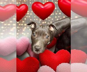 Mutt Dogs for adoption in Bakersfield, CA, USA