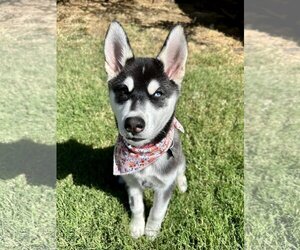 Huskies -Unknown Mix Dogs for adoption in Davis, CA, USA