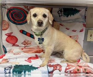 Border Terrier-Unknown Mix Dogs for adoption in HESPERIA, CA, USA