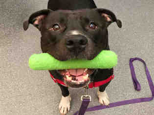 Staffordshire Bull Terrier Dogs for adoption in Pittsburgh, PA, USA