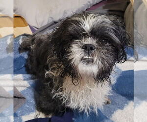 Shih Tzu Dogs for adoption in Brights Grove, Ontario, Canada