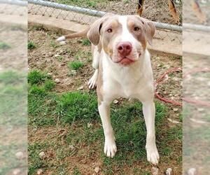 American Pit Bull Terrier Dogs for adoption in Irving, TX, USA