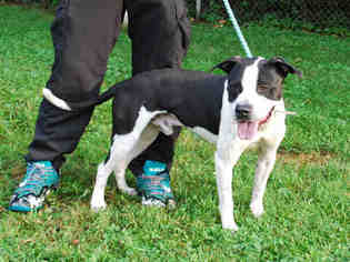 Medium Photo #1 American Pit Bull Terrier-Unknown Mix Puppy For Sale in Louisville, KY, USA