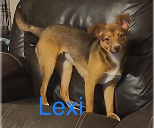 Mutt Dogs for adoption in Topeka, KS, USA