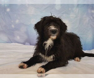 Miniature Schnauzer-Unknown Mix Dogs for adoption in Oroville, CA, USA