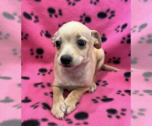 Chihuahua-Unknown Mix Dogs for adoption in Bellevue, WA, USA