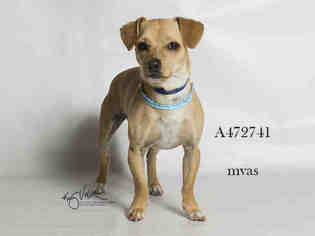 Chiweenie Dogs for adoption in Moreno Valley, CA, USA