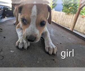 American Staffordshire Terrier-Unknown Mix Dogs for adoption in San Antonio, TX, USA