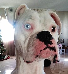 Boxer Dogs for adoption in Mukwonago, WI, USA