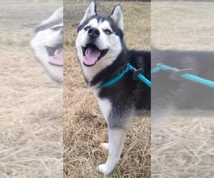 Siberian Husky Dogs for adoption in Columbus, IN, USA