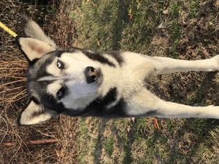 Siberian Husky Dogs for adoption in Mount Carmel, IL, USA