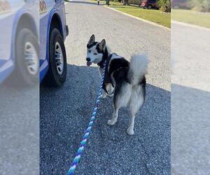 Medium Photo #1 Siberian Husky Puppy For Sale in Palmetto, FL, USA