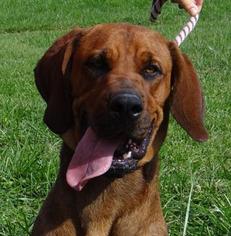 Medium Photo #1 Bloodhound-Unknown Mix Puppy For Sale in Nashville, IN, USA
