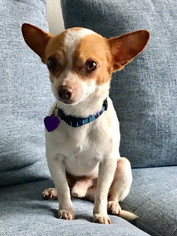 Chihuahua Dogs for adoption in Marina del Rey, CA, USA