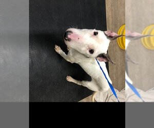 Miniature Bull Terrier Dogs for adoption in Pasadena, CA, USA