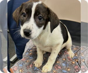 Mutt Dogs for adoption in Canton, CT, USA