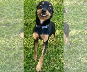 Chipin Dogs for adoption in Phoenix, AZ, USA