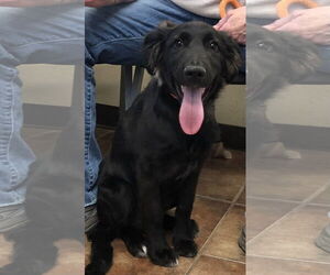 Collie-Labrador Retriever Mix Dogs for adoption in Amarillo, TX, USA