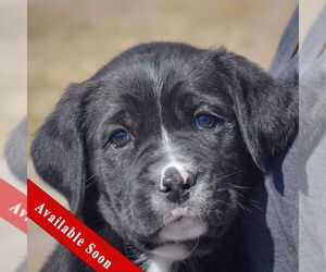 Mutt Dogs for adoption in Huntley, IL, USA