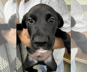 Great Pyrenees-Rottweiler Mix Dogs for adoption in Osgood, IN, USA