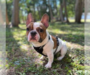 French Bulldog Dogs for adoption in Brights Grove, Ontario, Canada