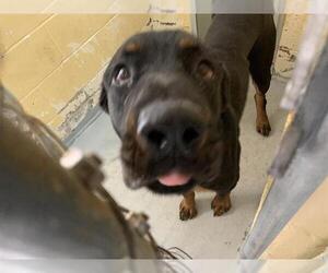 Rottweiler Dogs for adoption in Tulsa, OK, USA