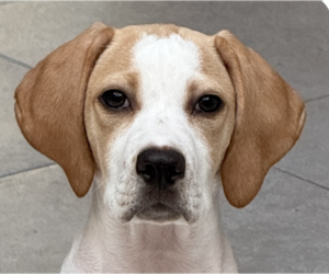 Pointer-Unknown Mix Dogs for adoption in San Ramon, CA, USA